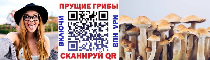 где найти   Шадринск  Псилоцибиновые грибы Cubensis 